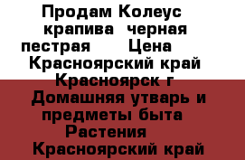 Продам Колеус ( крапива) черная, пестрая... › Цена ­ 50 - Красноярский край, Красноярск г. Домашняя утварь и предметы быта » Растения   . Красноярский край